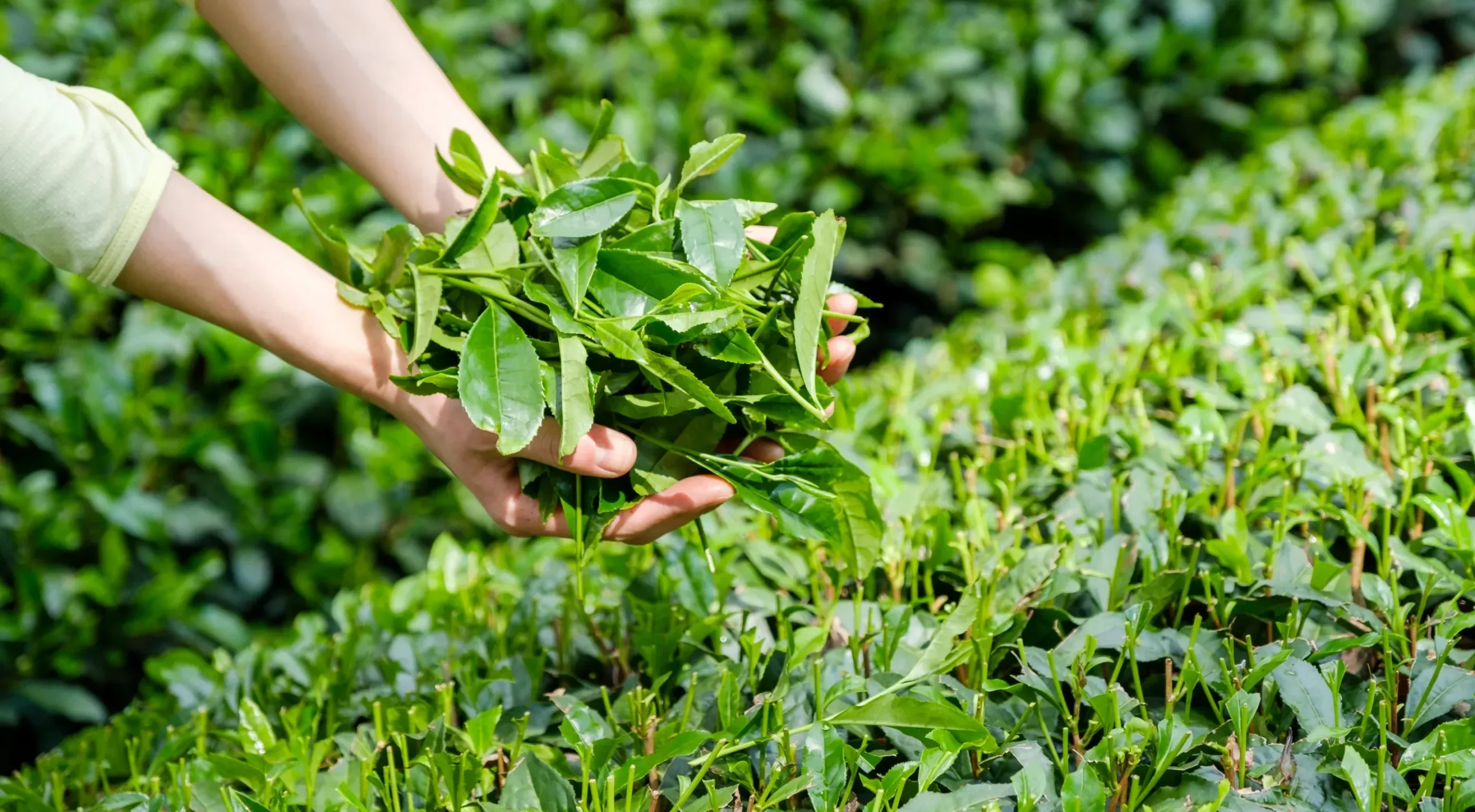 image of hands picking tea leaves that are the primary source of l-theanine and other functional drink benefits